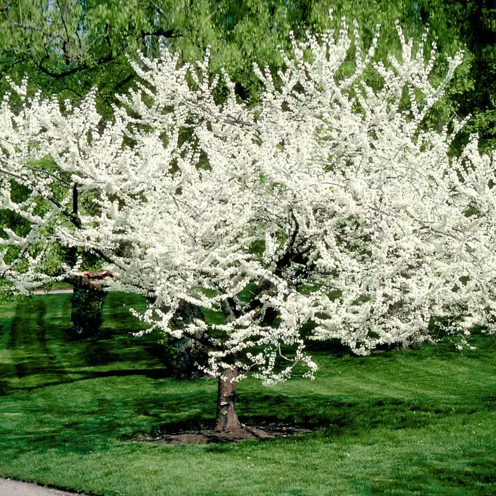 Fast Growing Trees Redbud Trees Royal White Redbud Tree 4 Fast Growing Trees Redbud Trees Royal White Redbud Tree