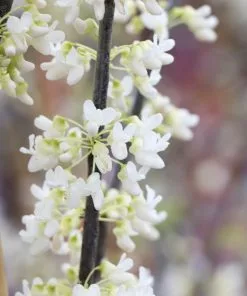 Fast Growing Trees Redbud Trees Royal White Redbud Tree 11 Fast Growing Trees Redbud Trees Royal White Redbud Tree