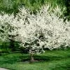 Fast Growing Trees Redbud Trees Royal White Redbud Tree 2 Fast Growing Trees Redbud Trees Royal White Redbud Tree