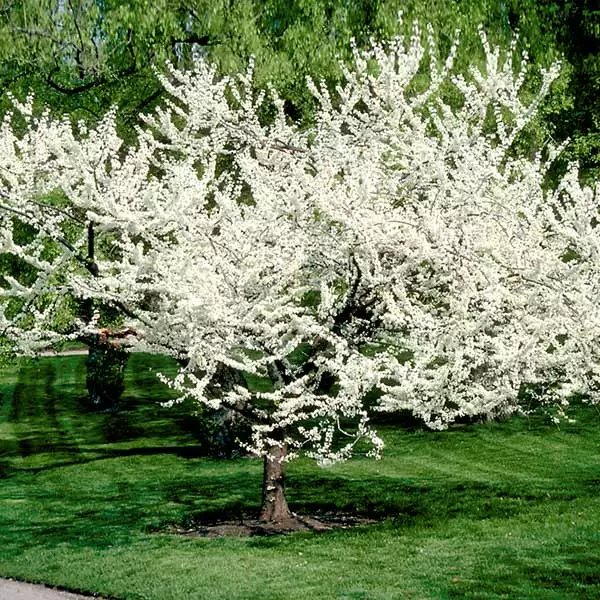 Fast Growing Trees Redbud Trees Royal White Redbud Tree 3 Fast Growing Trees Redbud Trees Royal White Redbud Tree