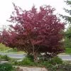 Fast Growing Trees Royalty Crabapple Tree 1 Fast Growing Trees Royalty Crabapple Tree