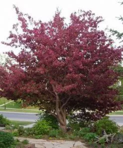 Fast Growing Trees Royalty Crabapple Tree