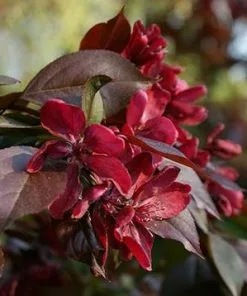 Fast Growing Trees Royalty Crabapple Tree