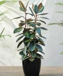 Fast Growing Trees Rubber Plant (Ficus) Air Purifying House Plants