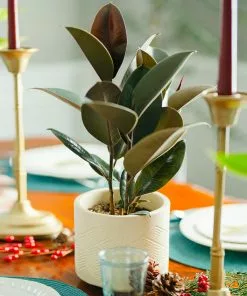 Fast Growing Trees Rubber Plant (Ficus) Air Purifying House Plants 14 Fast Growing Trees Rubber Plant (Ficus) Air Purifying House Plants