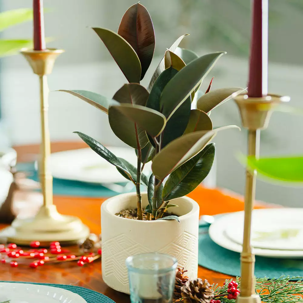 Fast Growing Trees Rubber Plant (Ficus) Air Purifying House Plants 5 Fast Growing Trees Rubber Plant (Ficus) Air Purifying House Plants