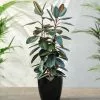 Fast Growing Trees Rubber Plant (Ficus) Air Purifying House Plants 1 Fast Growing Trees Rubber Plant (Ficus) Air Purifying House Plants