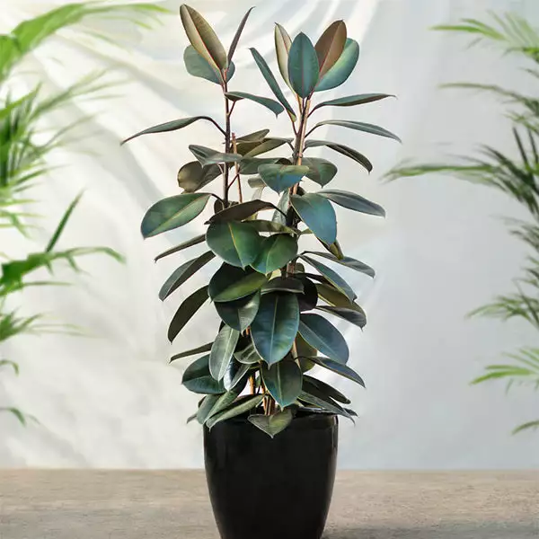Fast Growing Trees Rubber Plant (Ficus) Air Purifying House Plants 3 Fast Growing Trees Rubber Plant (Ficus) Air Purifying House Plants