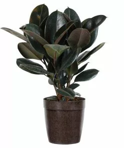 Fast Growing Trees Rubber Plant (Ficus) Air Purifying House Plants 17 Fast Growing Trees Rubber Plant (Ficus) Air Purifying House Plants