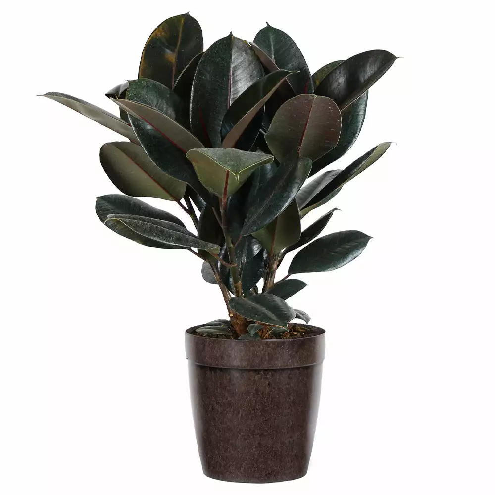 Fast Growing Trees Rubber Plant (Ficus) Air Purifying House Plants 8 Fast Growing Trees Rubber Plant (Ficus) Air Purifying House Plants