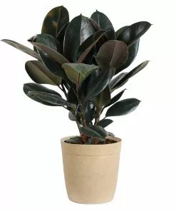Fast Growing Trees Rubber Plant (Ficus) Air Purifying House Plants 16 Fast Growing Trees Rubber Plant (Ficus) Air Purifying House Plants