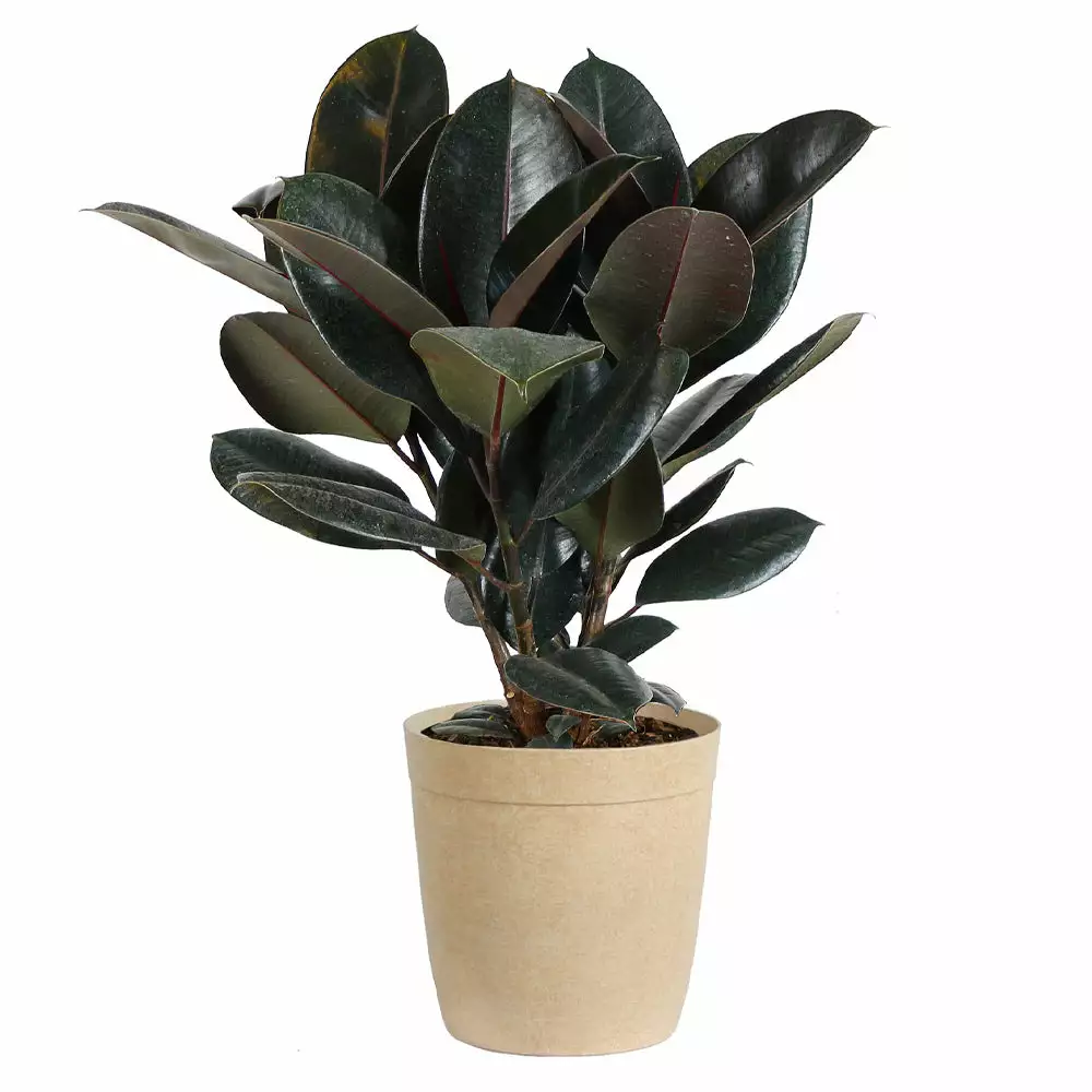 Fast Growing Trees Rubber Plant (Ficus) Air Purifying House Plants 7 Fast Growing Trees Rubber Plant (Ficus) Air Purifying House Plants