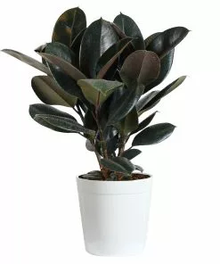 Fast Growing Trees Rubber Plant (Ficus) Air Purifying House Plants 15 Fast Growing Trees Rubber Plant (Ficus) Air Purifying House Plants