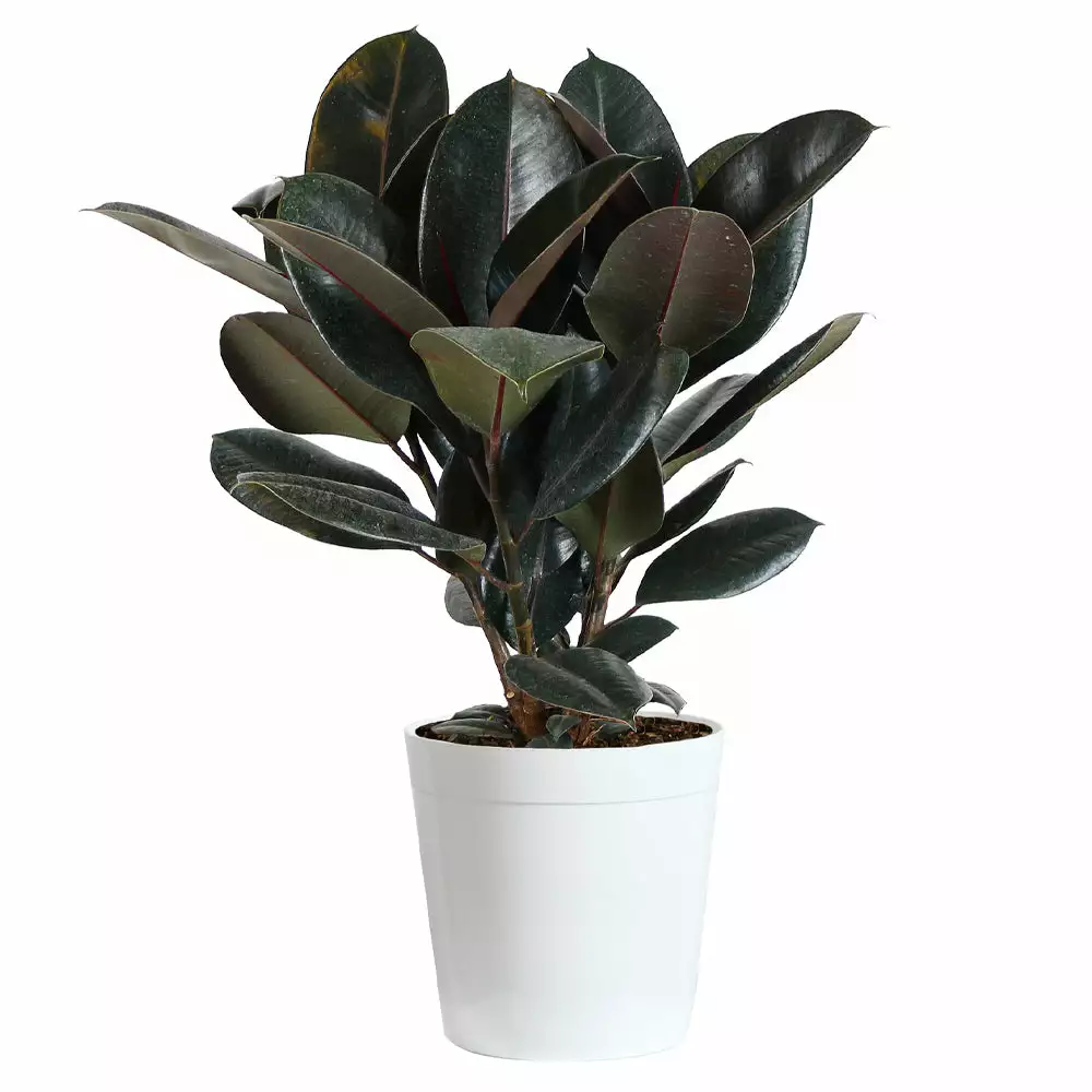 Fast Growing Trees Rubber Plant (Ficus) Air Purifying House Plants 6 Fast Growing Trees Rubber Plant (Ficus) Air Purifying House Plants