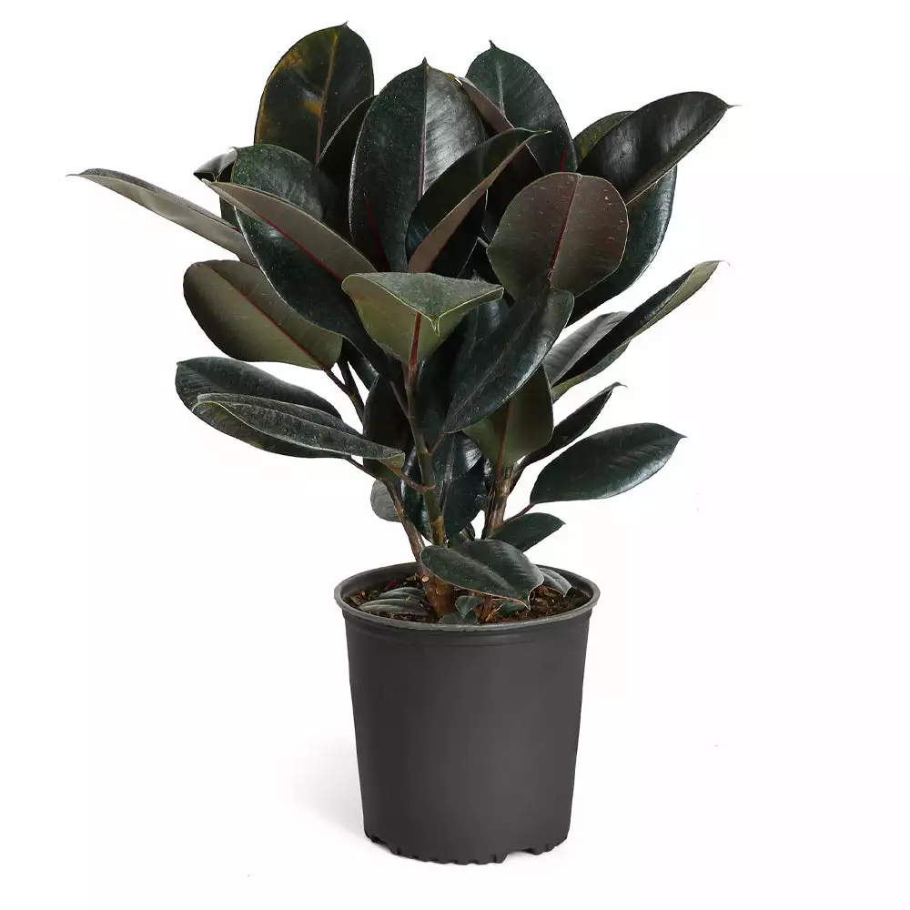 Fast Growing Trees Rubber Plant (Ficus) Air Purifying House Plants 9 Fast Growing Trees Rubber Plant (Ficus) Air Purifying House Plants