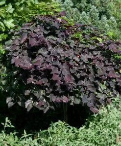 Fast Growing Trees Redbud Trees Ruby Falls Redbud Tree 11 Fast Growing Trees Redbud Trees Ruby Falls Redbud Tree