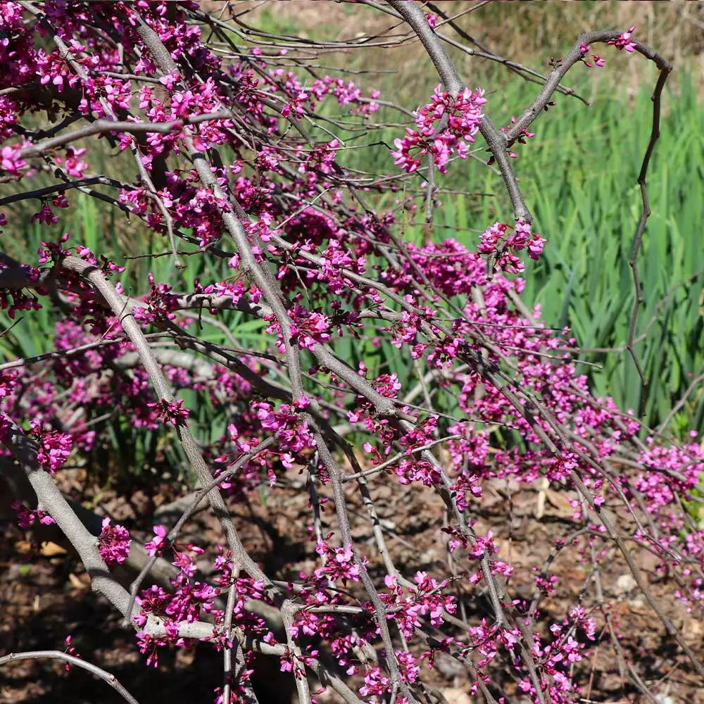 Fast Growing Trees Redbud Trees Ruby Falls Redbud Tree 7 Fast Growing Trees Redbud Trees Ruby Falls Redbud Tree