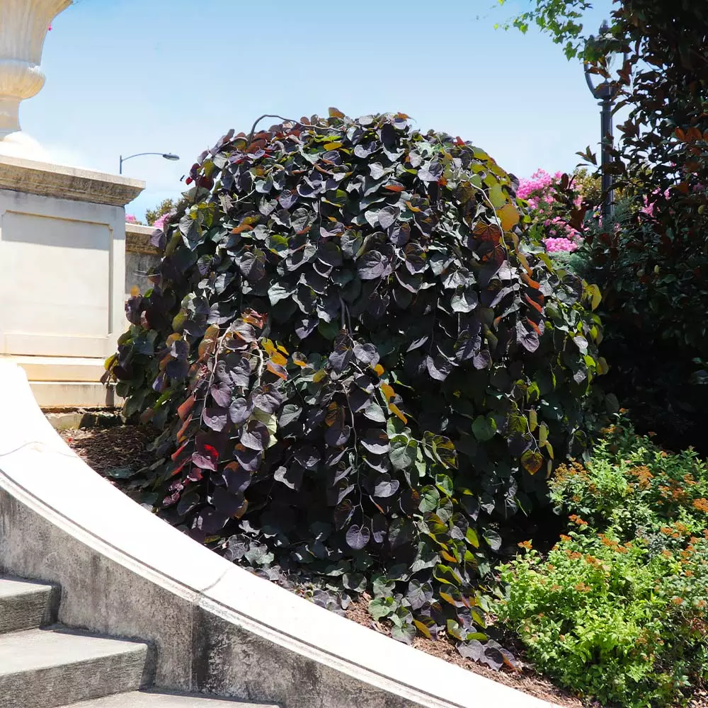 Fast Growing Trees Redbud Trees Ruby Falls Redbud Tree 8 Fast Growing Trees Redbud Trees Ruby Falls Redbud Tree