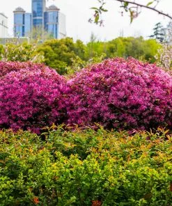 Fast Growing Trees Ruby Loropetalum