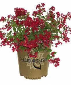 Fast Growing Trees Ruby Prince™ Emerald Empire® Crape Myrtle Tree 10 Fast Growing Trees Ruby Prince™ Emerald Empire® Crape Myrtle Tree