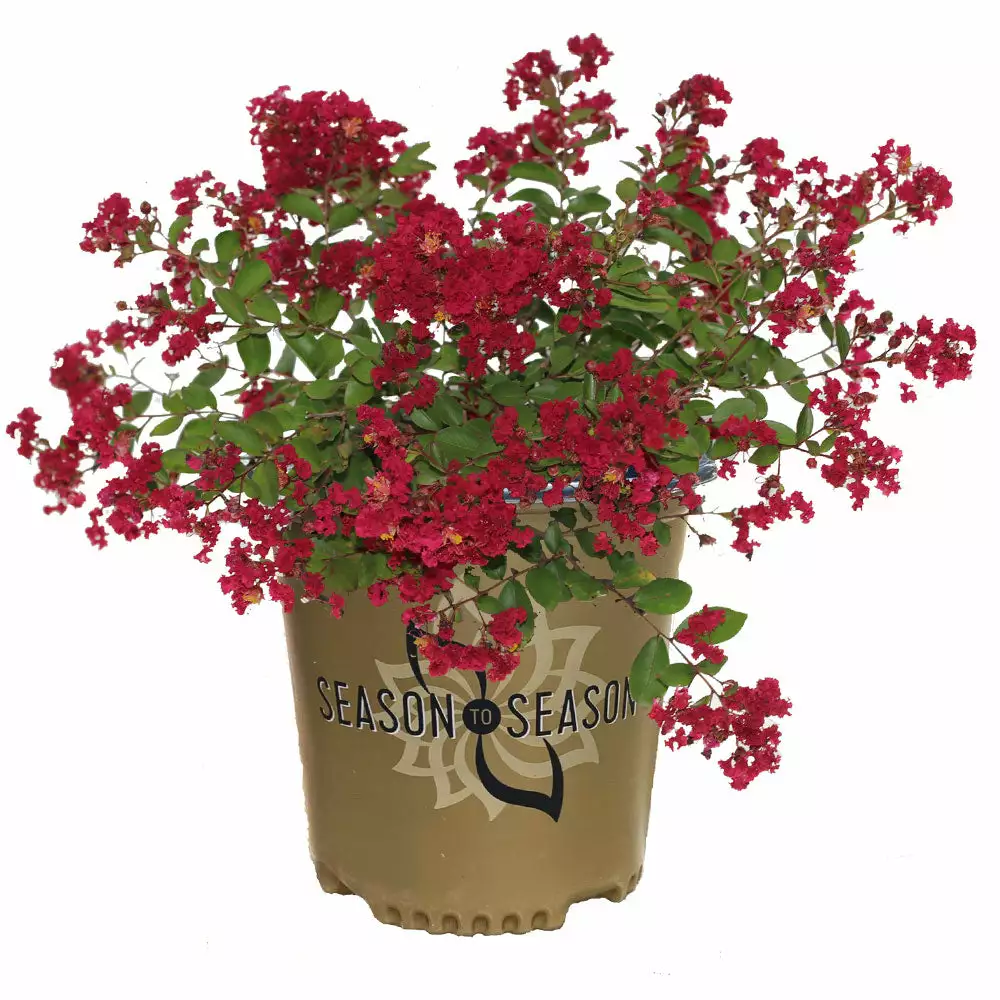 Fast Growing Trees Ruby Prince™ Emerald Empire® Crape Myrtle Tree 6 Fast Growing Trees Ruby Prince™ Emerald Empire® Crape Myrtle Tree