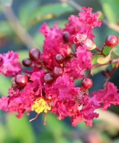 Fast Growing Trees Ruby Prince™ Emerald Empire® Crape Myrtle Tree 11 Fast Growing Trees Ruby Prince™ Emerald Empire® Crape Myrtle Tree