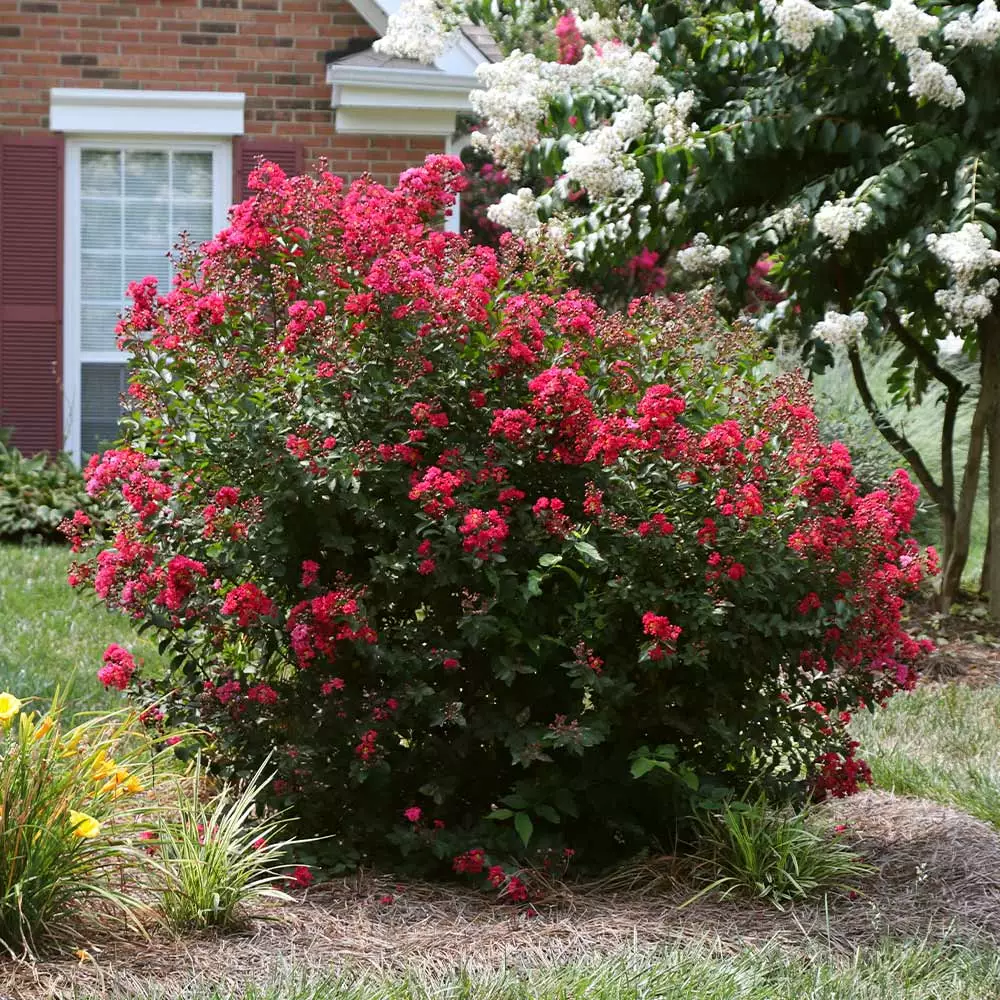 Fast Growing Trees Ruby Prince™ Emerald Empire® Crape Myrtle Tree 4 Fast Growing Trees Ruby Prince™ Emerald Empire® Crape Myrtle Tree