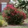 Fast Growing Trees Ruby Prince™ Emerald Empire® Crape Myrtle Tree 1 Fast Growing Trees Ruby Prince™ Emerald Empire® Crape Myrtle Tree