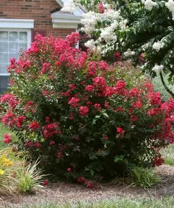 Fast Growing Trees Ruby Prince⢠Emerald Empire® Crape Myrtle Tree