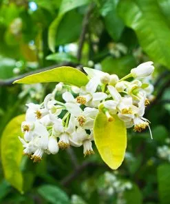 Fast Growing Trees Our Newest Arrivals Ruby Red Grapefruit Tree 10 Fast Growing Trees Our Newest Arrivals Ruby Red Grapefruit Tree