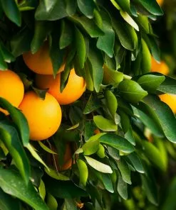 Fast Growing Trees Our Newest Arrivals Ruby Red Grapefruit Tree 9 Fast Growing Trees Our Newest Arrivals Ruby Red Grapefruit Tree