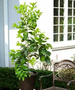 Fast Growing Trees Citrus Trees Ruby Red Grapefruit Tree