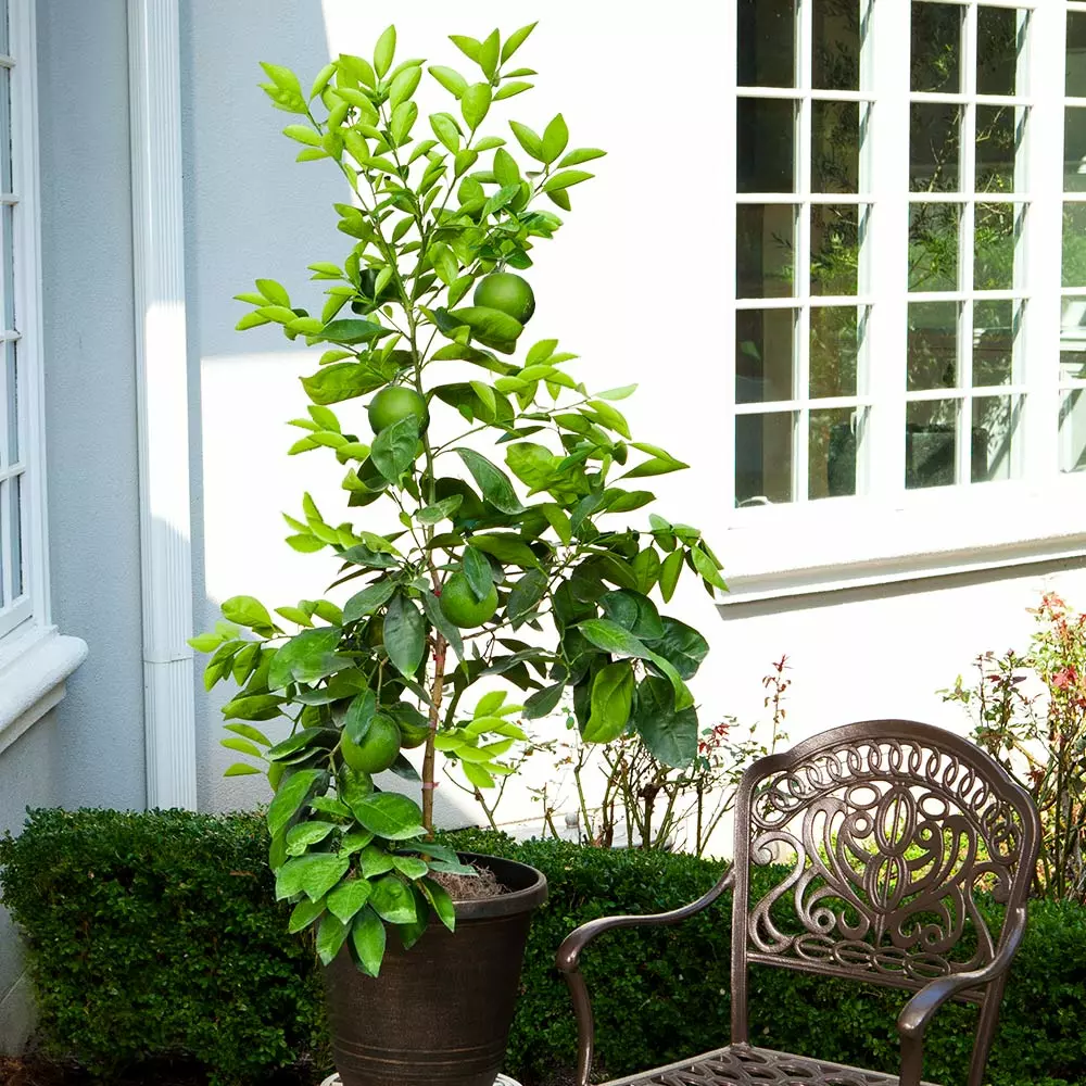 Fast Growing Trees Our Newest Arrivals Ruby Red Grapefruit Tree 7 Fast Growing Trees Our Newest Arrivals Ruby Red Grapefruit Tree