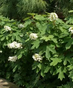 Fast Growing Trees Ruby Slippers Hydrangea Shrub 8 Fast Growing Trees Ruby Slippers Hydrangea Shrub