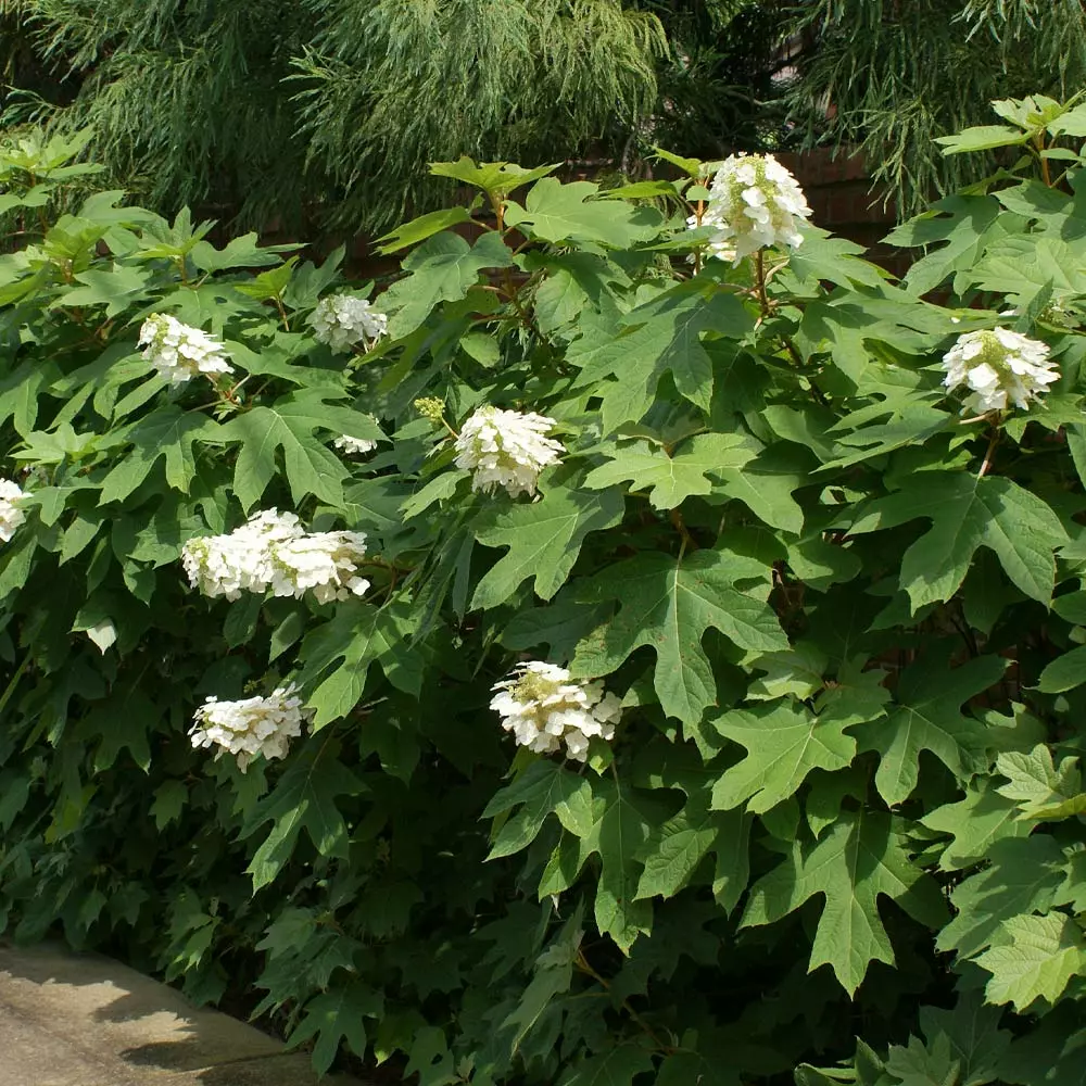 Fast Growing Trees Ruby Slippers Hydrangea Shrub 5 Fast Growing Trees Ruby Slippers Hydrangea Shrub