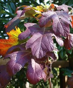 Fast Growing Trees Ruby Slippers Hydrangea Shrub 9 Fast Growing Trees Ruby Slippers Hydrangea Shrub