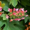 Fast Growing Trees Ruby Slippers Hydrangea Shrub 1 Fast Growing Trees Ruby Slippers Hydrangea Shrub