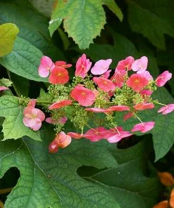 Fast Growing Trees Ruby Slippers Hydrangea Shrub