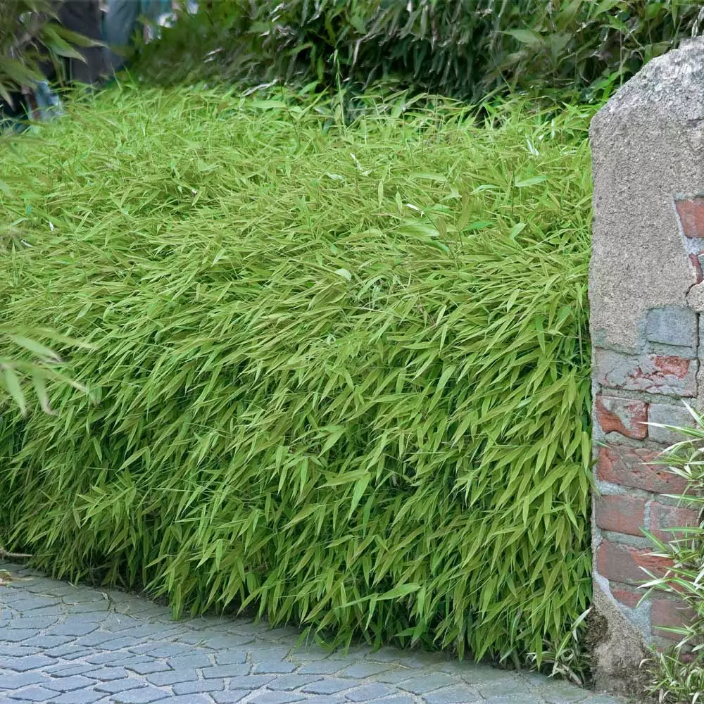 Fast Growing Trees Rufa Bamboo Plant 4 Fast Growing Trees Rufa Bamboo Plant