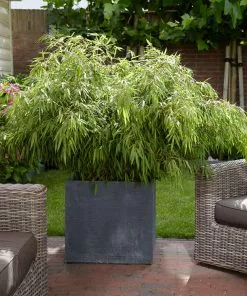 Fast Growing Trees Rufa Bamboo Plant 9 Fast Growing Trees Rufa Bamboo Plant