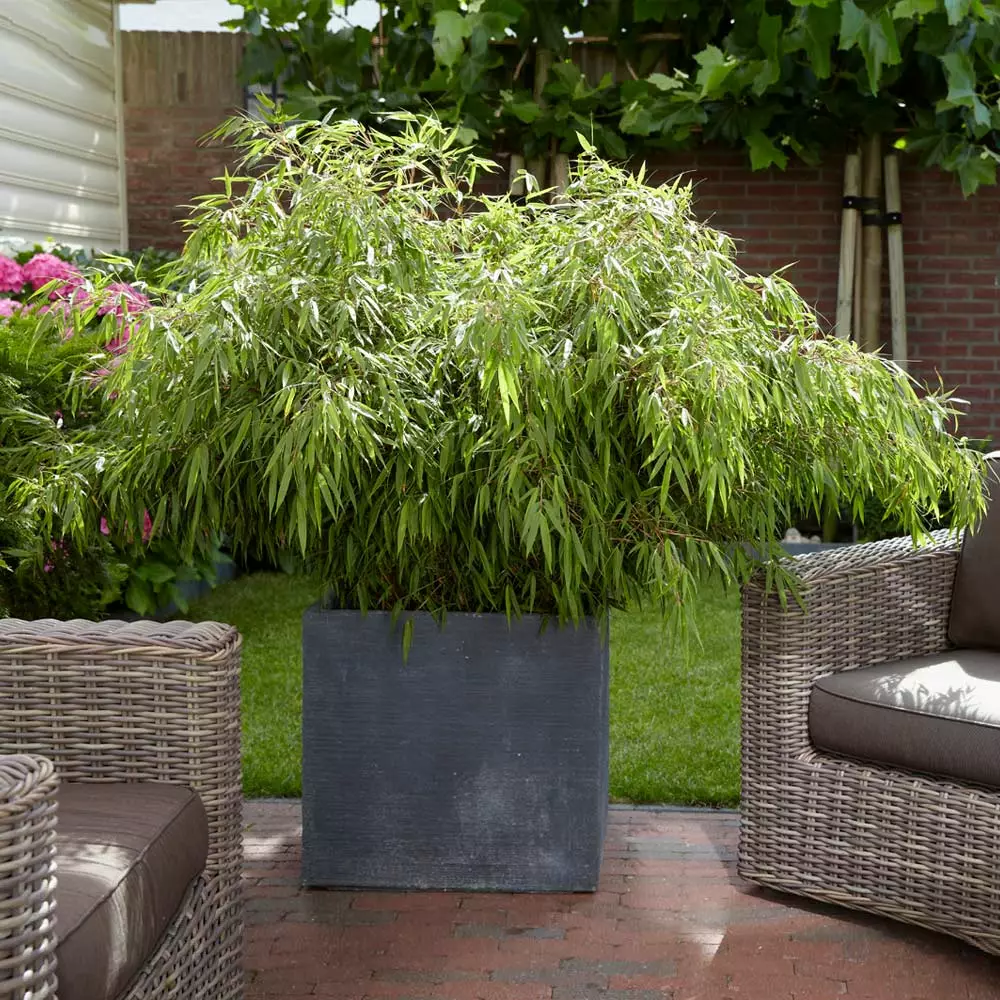 Fast Growing Trees Rufa Bamboo Plant 6 Fast Growing Trees Rufa Bamboo Plant