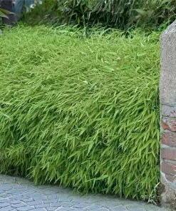 Fast Growing Trees Rufa Bamboo Plant