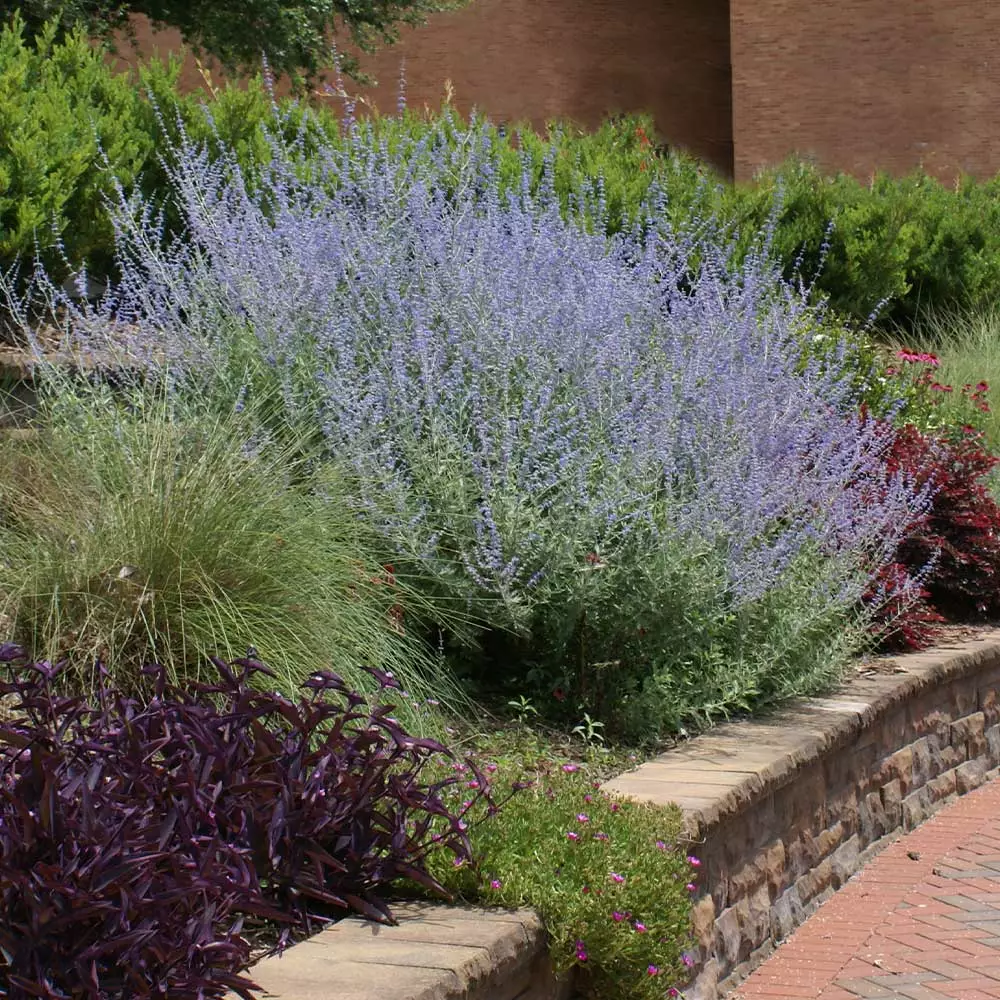 Fast Growing Trees See All Shrubs & Hedges Russian Sage 5 Fast Growing Trees See All Shrubs & Hedges Russian Sage