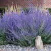 Fast Growing Trees See All Shrubs & Hedges Russian Sage 1 Fast Growing Trees See All Shrubs & Hedges Russian Sage