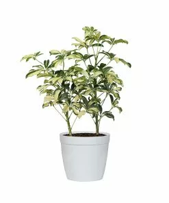 Fast Growing Trees Variegated Dwarf Umbrella Tree - Schefflera Trinette See All House & Patio 13 Fast Growing Trees Variegated Dwarf Umbrella Tree - Schefflera Trinette See All House & Patio