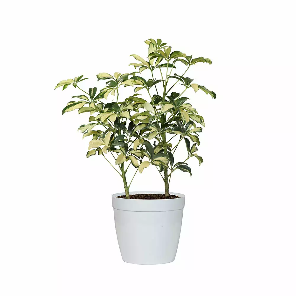 Fast Growing Trees Variegated Dwarf Umbrella Tree - Schefflera Trinette See All House & Patio 7 Fast Growing Trees Variegated Dwarf Umbrella Tree - Schefflera Trinette See All House & Patio