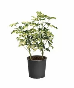 Fast Growing Trees Variegated Dwarf Umbrella Tree - Schefflera Trinette See All House & Patio 14 Fast Growing Trees Variegated Dwarf Umbrella Tree - Schefflera Trinette See All House & Patio