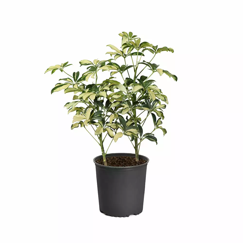 Fast Growing Trees Variegated Dwarf Umbrella Tree - Schefflera Trinette See All House & Patio 8 Fast Growing Trees Variegated Dwarf Umbrella Tree - Schefflera Trinette See All House & Patio