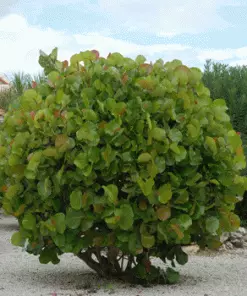 Fast Growing Trees Grape Vines Sea Grape Bush