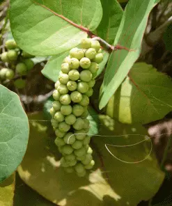 Fast Growing Trees Grape Vines Sea Grape Bush